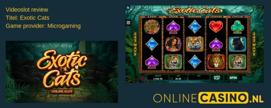 OnlineCasino.nl Exotic Cats